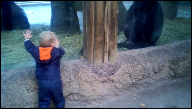 Ребенок играет в прятки с малышом гориллы  