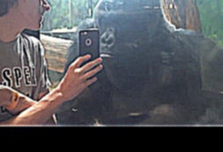 Парень показывает горилле фотографии других горилл на своем телефоне