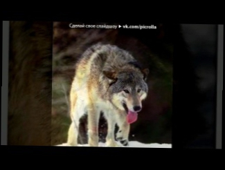 «Волки [3]» под музыку Иван Кучин - Человек в телогрейке. Picrolla 