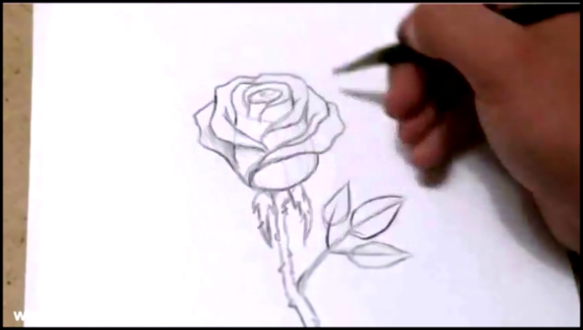 Как быстро и красиво нарисовать розу 