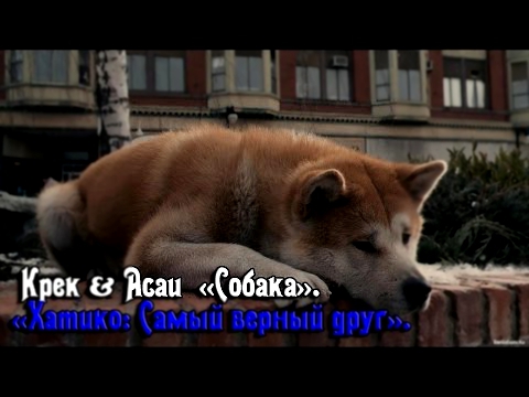 Крек & Асаи – Собака (Фильм 