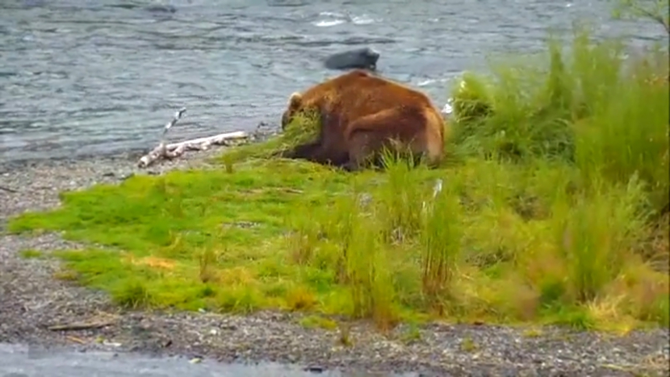 Дикая природа Аляски: Медведь-философ наелся лосося в водопадах реки Брукс и спит  