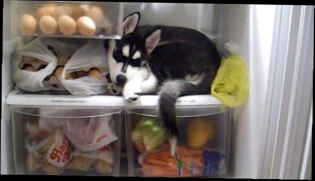 Щенок хаски в холодильнике
