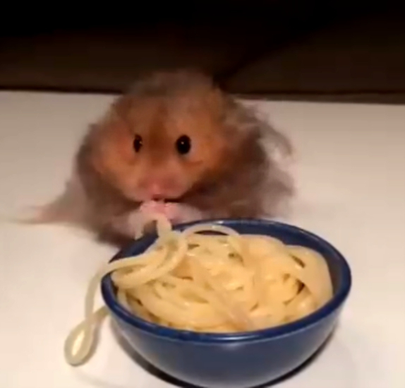Хомяк ест спагетти
