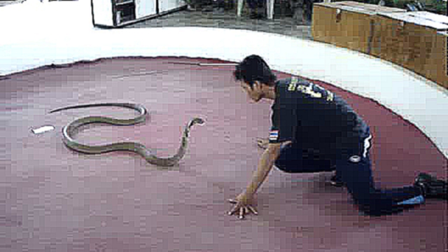 Тайланд,Ао Нанг, провинция Краби. Шоу со змеями королевская кобра. 01. 2009