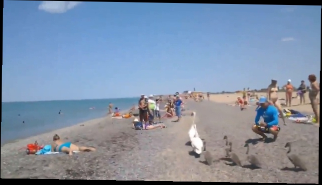 Лебединая семья направляется в море через общественный пляж 