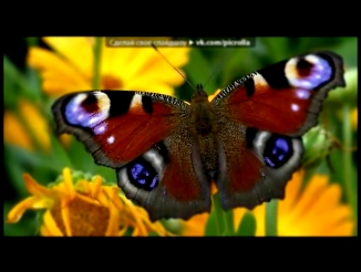 «Цветы и бабочки.» под музыку Светлана Копылова - Бабочка. Picrolla 
