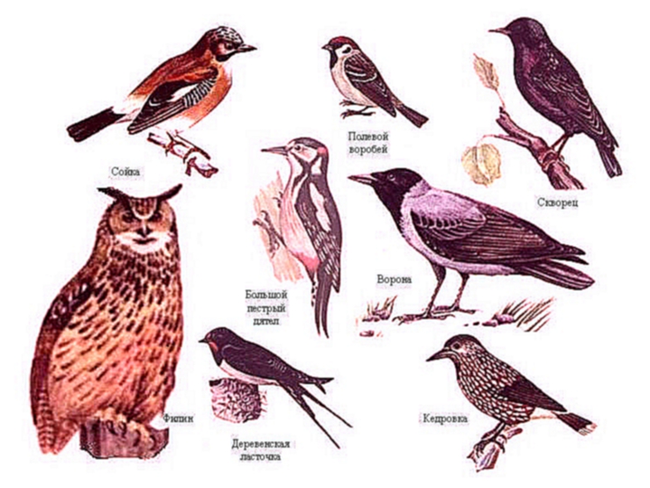 Дан список и рисунки птиц И вопрос какое может